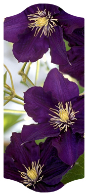 DARAY-C-024 Purple Cylmaties